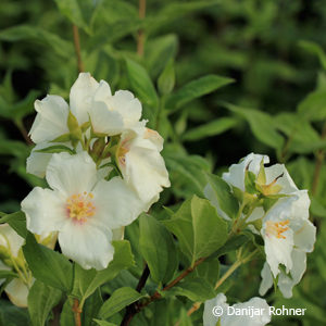 Philadelphus (Purpureo-maculatus Gruppe)'Belle Etoile'