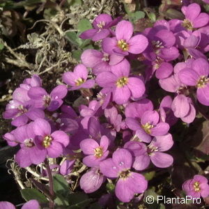 Arabis arendsii (x)'Hedi'