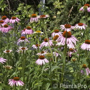 Echinacea purpurea