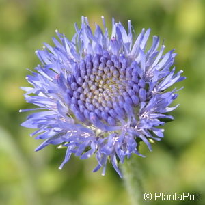 Jasione laevis