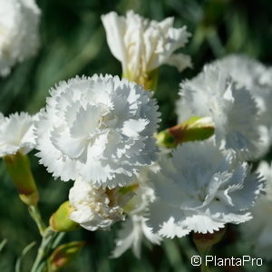 Dianthus (Plumarius-Gruppe)weiss