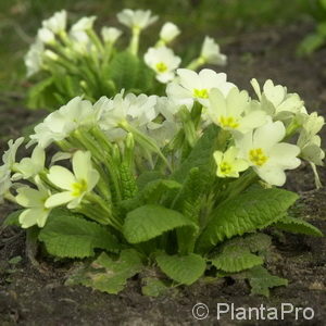 Primula vulgaris