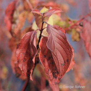 Cornus sanguinea