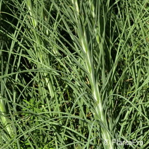 Asphodeline lutea