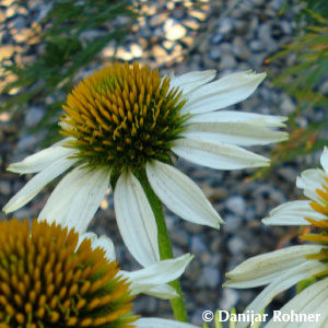 Echinacea purpurea'Alba'