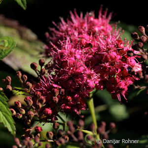 Spiraea japonica'Anthony Waterer'