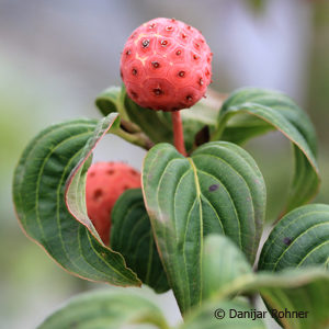 Cornus kousa'Satomi'