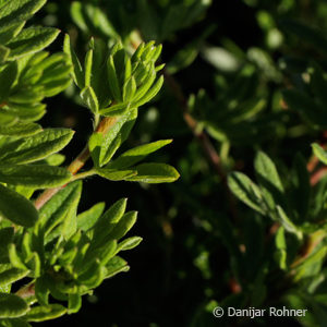 Potentilla fruticosa'Kobold'