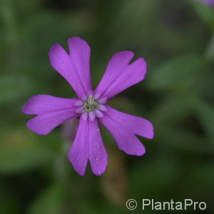 Silene schafta'Splendens'