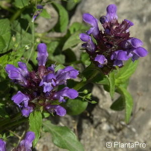 Prunella grandiflora