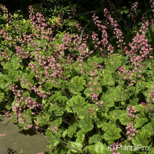 Heucherella (x) tiarelloides