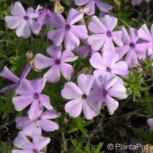 Phlox (Douglasii-Gruppe)'Lilac Cloud'