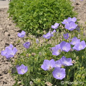 Campanula carpatica'Karl Foerster'