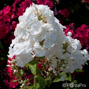 Phlox (Paniculata-Gruppe)'White Admiral'