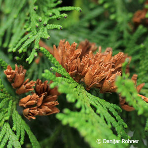 Thuja occidentalis'Brabant'