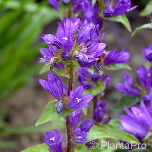 Campanula glomerata'Dahurica'