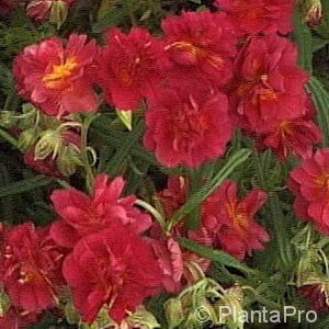 Helianthemum'Cerise Queen'