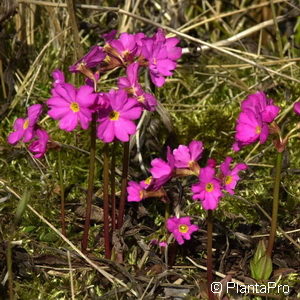 Primula rosea