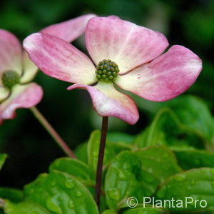 Cornus kousa'Satomi'