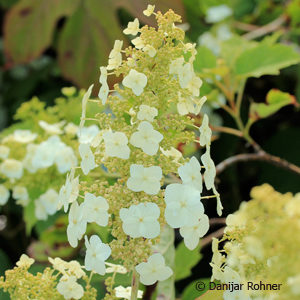 Hydrangea quercifolia