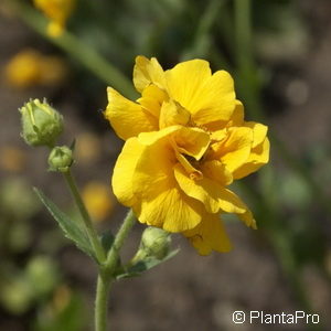 Geum chiloensegelb