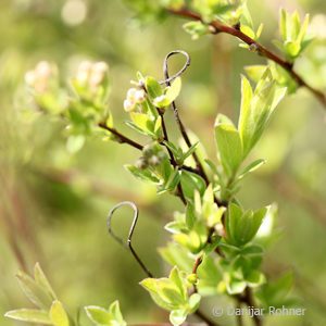 Spiraea cinerea (x)'Grefsheim'