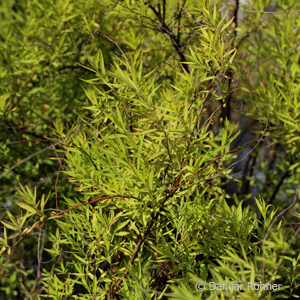 Spiraea thunbergii