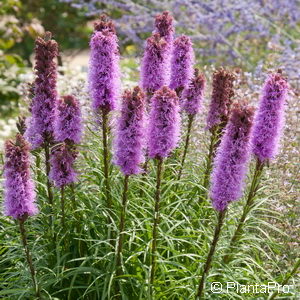 Liatris spicata'Kobold'