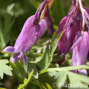 Dicentra formosa