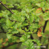 Nothofagus antarctica