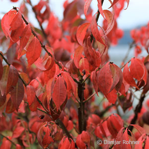 Euonymus alatus