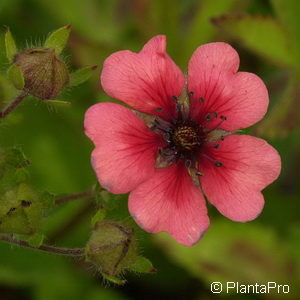 Potentilla nepalensis'Miss Willmott'