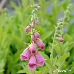 Digitalis'Mertonensis'