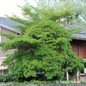 Cornus controversa