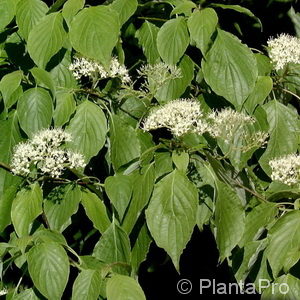 Cornus controversa