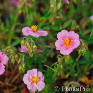 Helianthemum'Lawrenson's Pink'