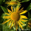 Helenium hoopesii