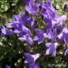 Campanula'Birch Hybrid'