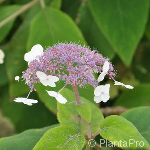 Hydrangea asperassp. aspera