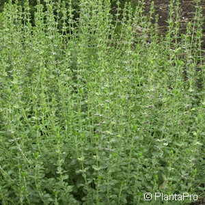 Teucrium lucidrys (x)