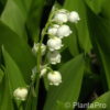 Convallaria majalis