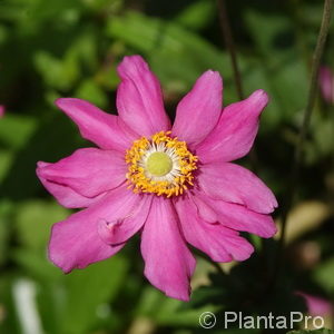 Anemone hupehensis'Prinz Heinrich'