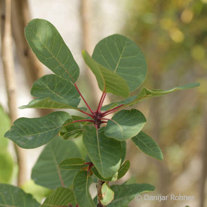 Cotinus coggygria