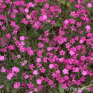 Dianthus deltoides