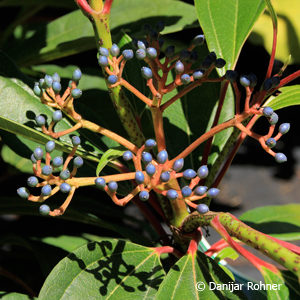 Viburnum davidii