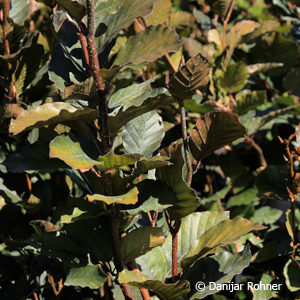 Fagus sylvatica'Rohan Obelisk'