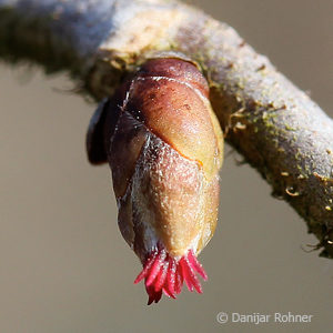 Corylus avellana'Contorta'