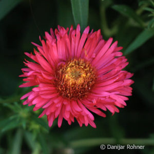 Aster novae-angliaepurpur