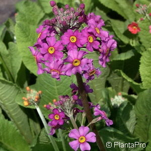 Primula bulleesiana (x)