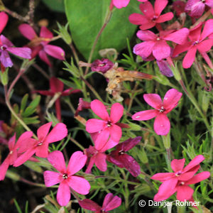 Phlox (Douglasii-Gruppe)'Crackerjack'